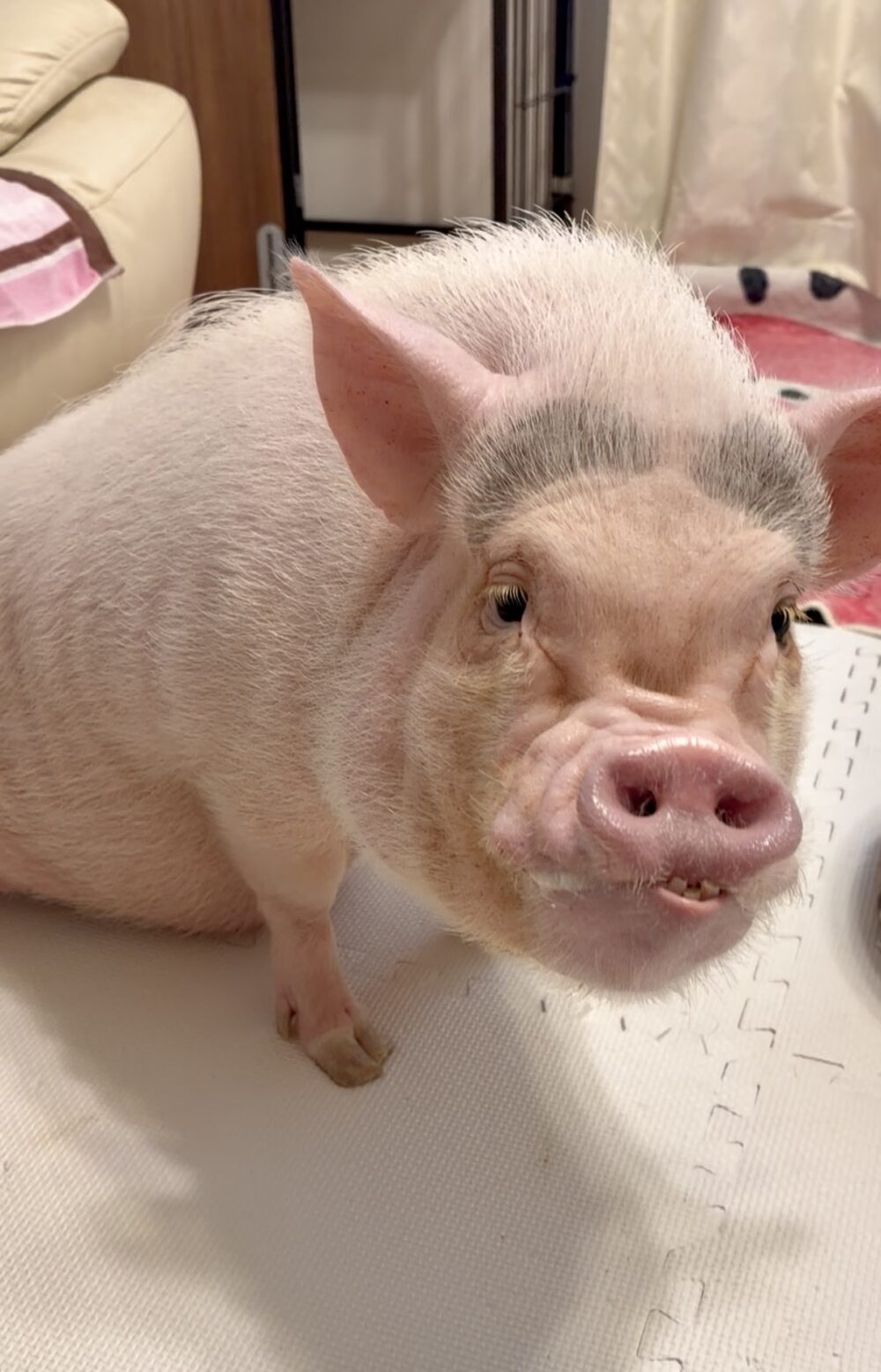 マリアンヌちゃん🐷👸✨ ペットシッター＆ マイクロブタ