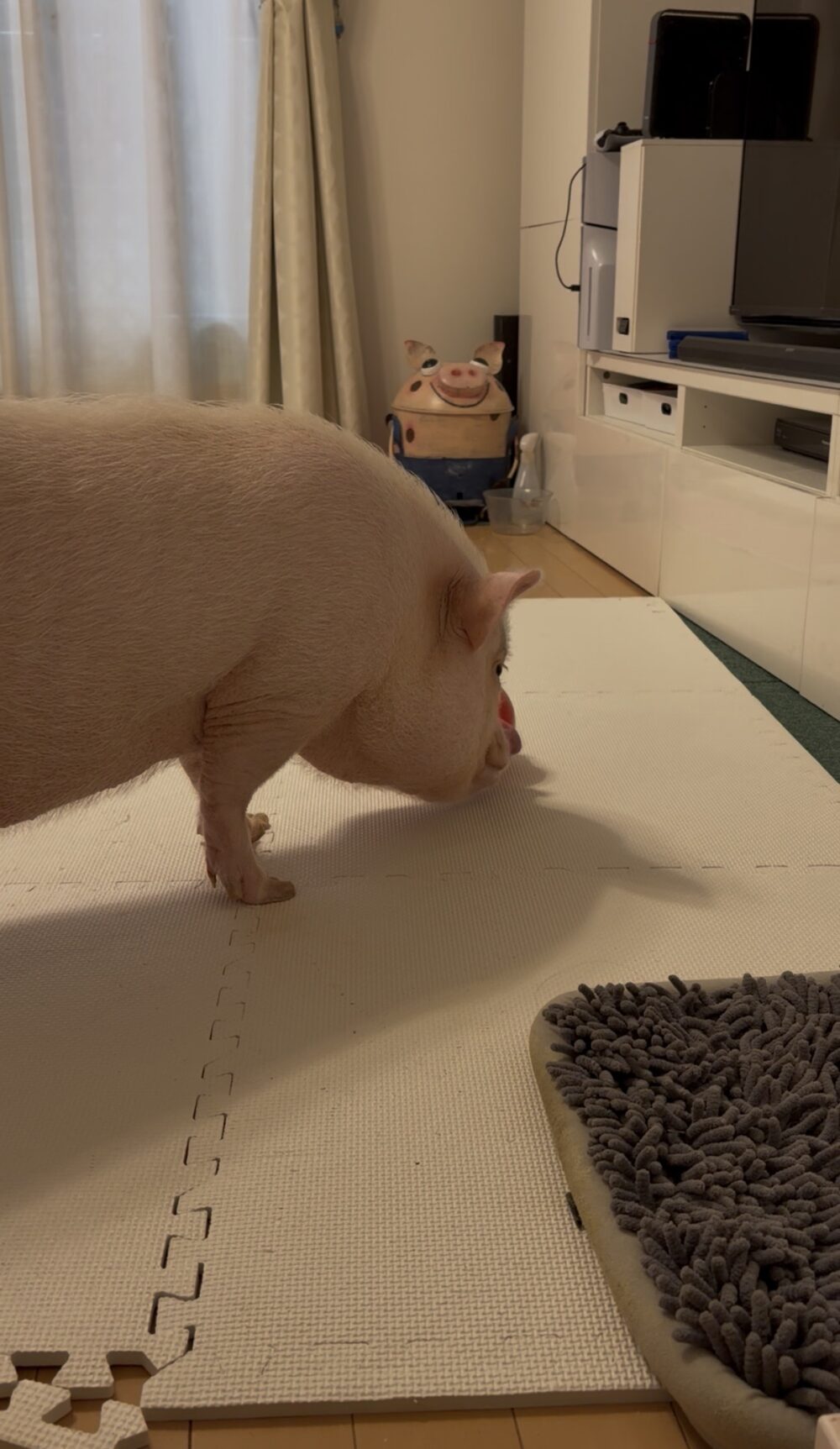 マリアンヌちゃん🐷👸✨ ペットシッター＆ マイクロブタ
